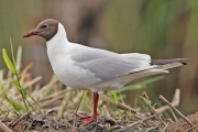 Mouette rieuse