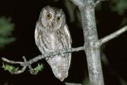 Petit-duc scops