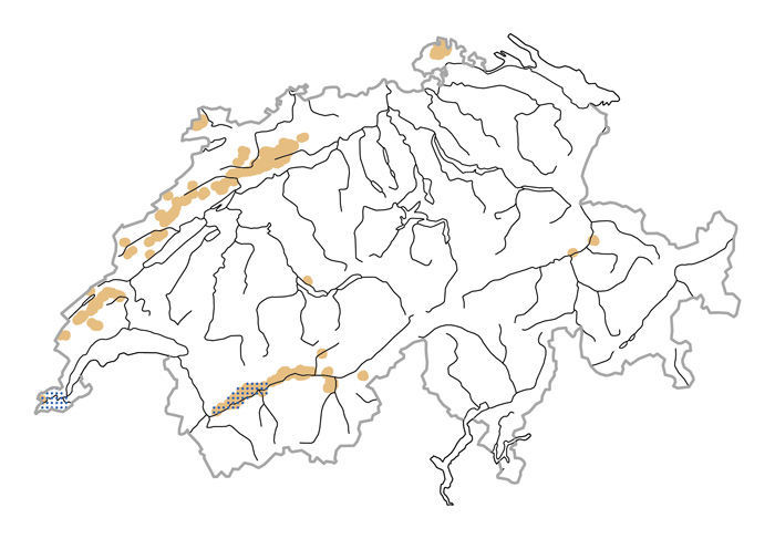 Verbreitung - Woodlark